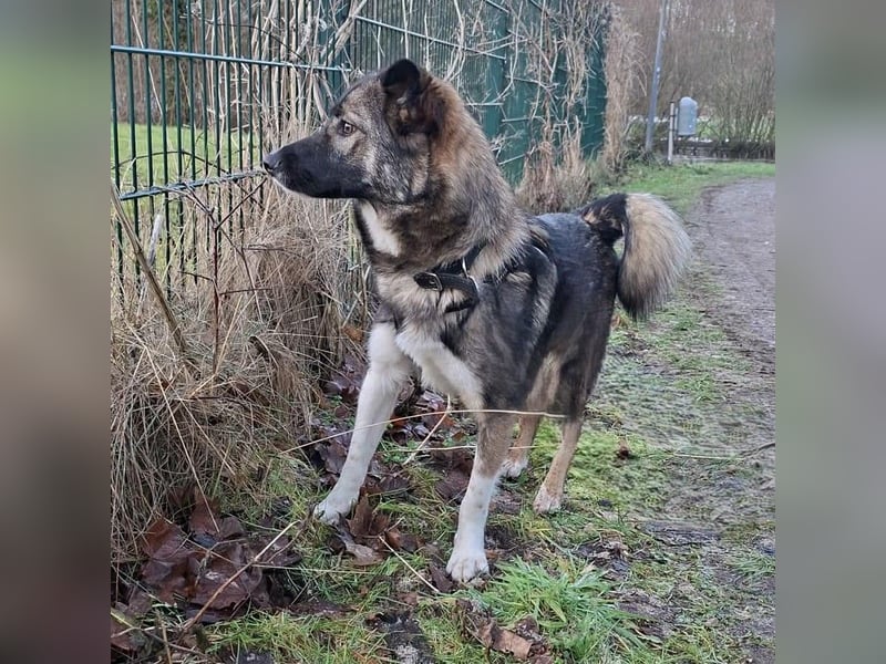 Archie - junger Mann sucht sein Glück