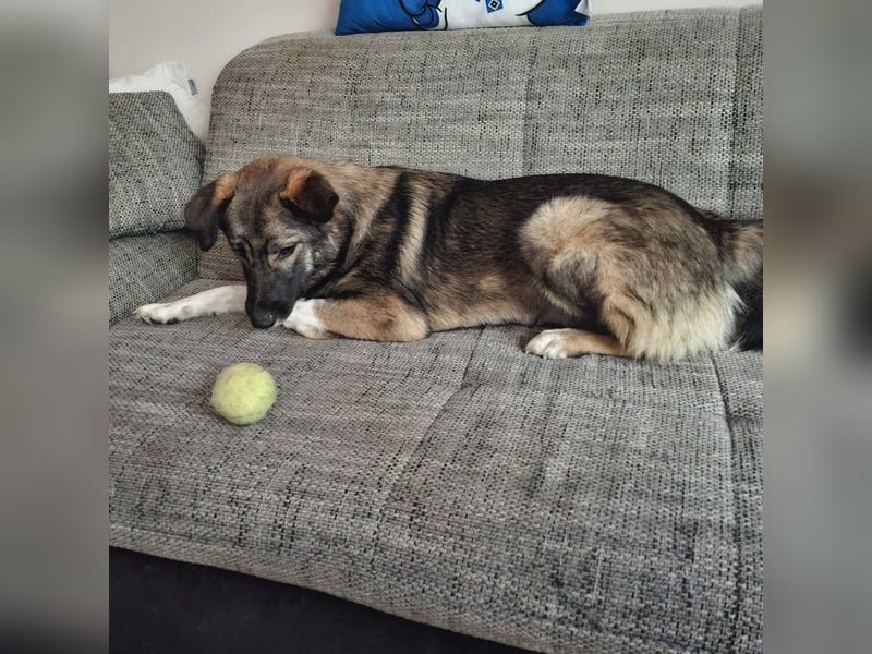 Archie - junger Mann sucht sein Glück