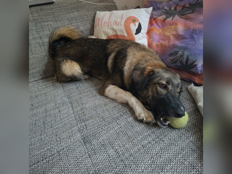 Archie - junger Mann sucht sein Glück