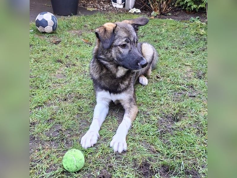 Archie - junger Mann sucht sein Glück
