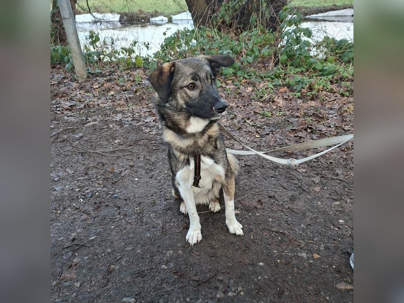 Archie - junger Mann sucht sein Glück
