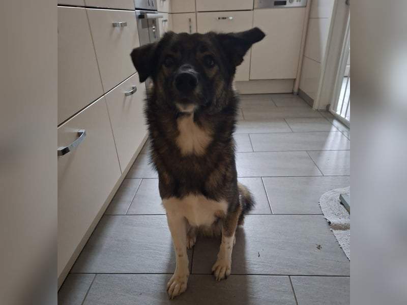 Archie - junger Mann sucht sein Glück