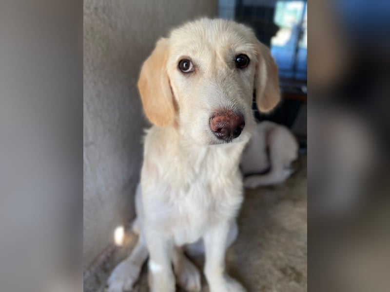 Garetto, geb. ca. 04/2025, lebt in GRIECHENLAND, im städt. Tierheim Serres