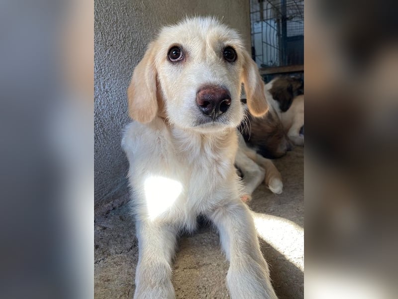 Garetto, geb. ca. 04/2025, lebt in GRIECHENLAND, im städt. Tierheim Serres