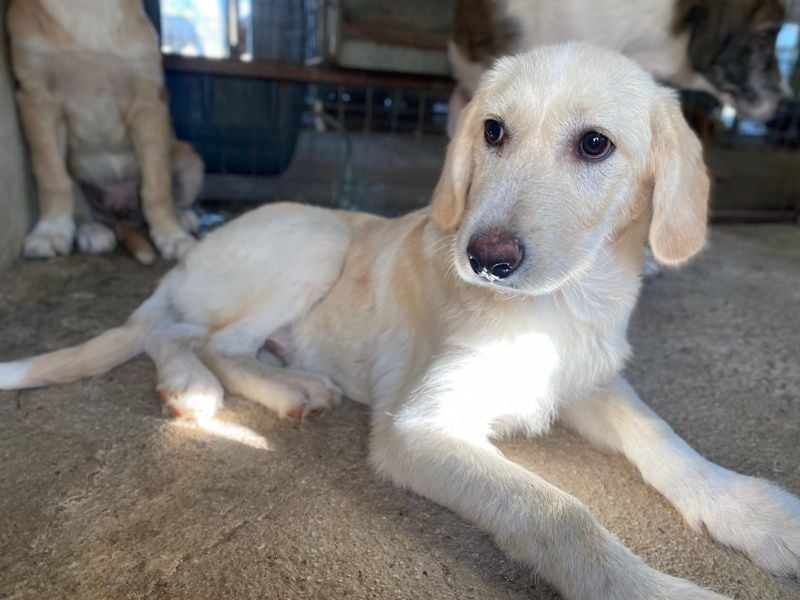 Garetto, geb. ca. 04/2025, lebt in GRIECHENLAND, im städt. Tierheim Serres