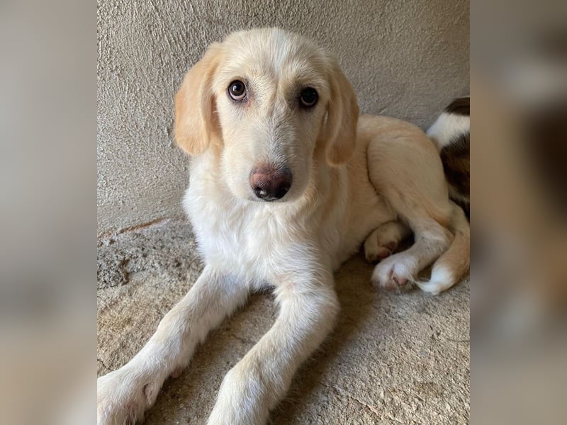 Garetto, geb. ca. 04/2025, lebt in GRIECHENLAND, im städt. Tierheim Serres