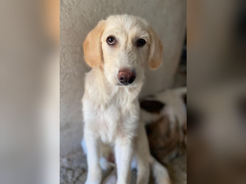 Garetto, geb. ca. 04/2025, lebt in GRIECHENLAND, im städt. Tierheim Serres