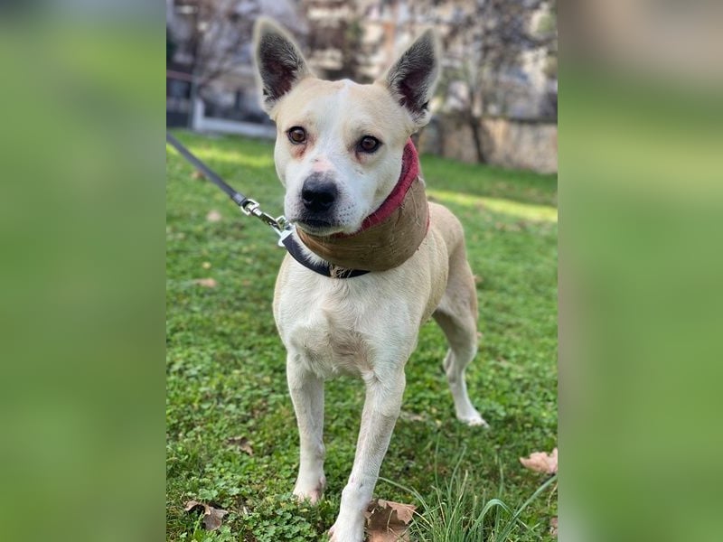 Mr. Handsome, geb. ca. 02/2025, lebt in GRIECHENLAND, auf einer privaten Pflegestelle
