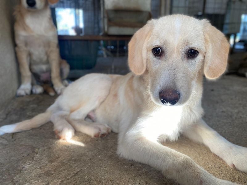 Garetto, geb. ca. 04/2025, lebt in GRIECHENLAND, im städt. Tierheim Serres