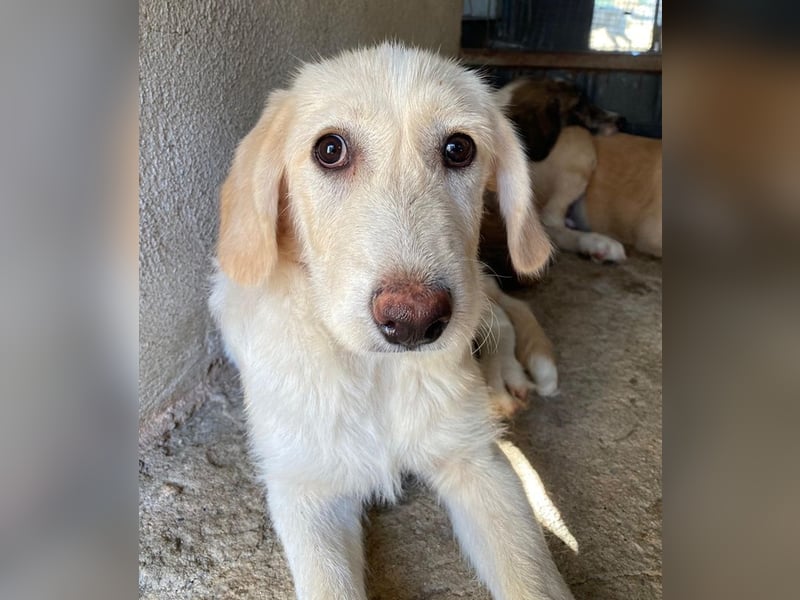 Garetto, geb. ca. 04/2025, lebt in GRIECHENLAND, im städt. Tierheim Serres