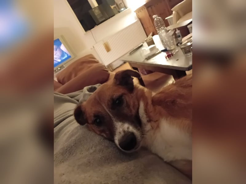 Nelly Flitzpiepe sucht ein Zuhause