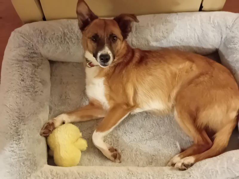 Nelly Flitzpiepe sucht ein Zuhause