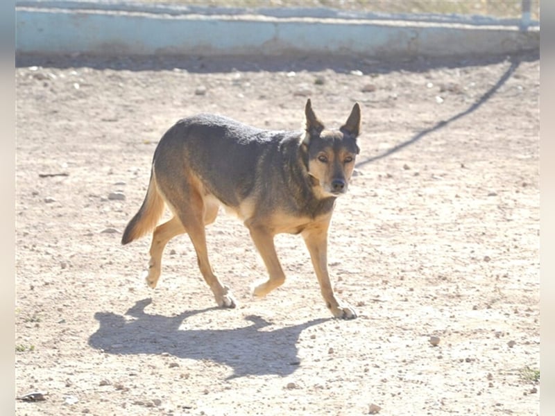 LAIKA lebte jahrelang mit anderen Hunden auf einem Industriegelände