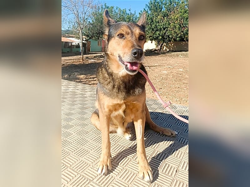 LAIKA lebte jahrelang mit anderen Hunden auf einem Industriegelände