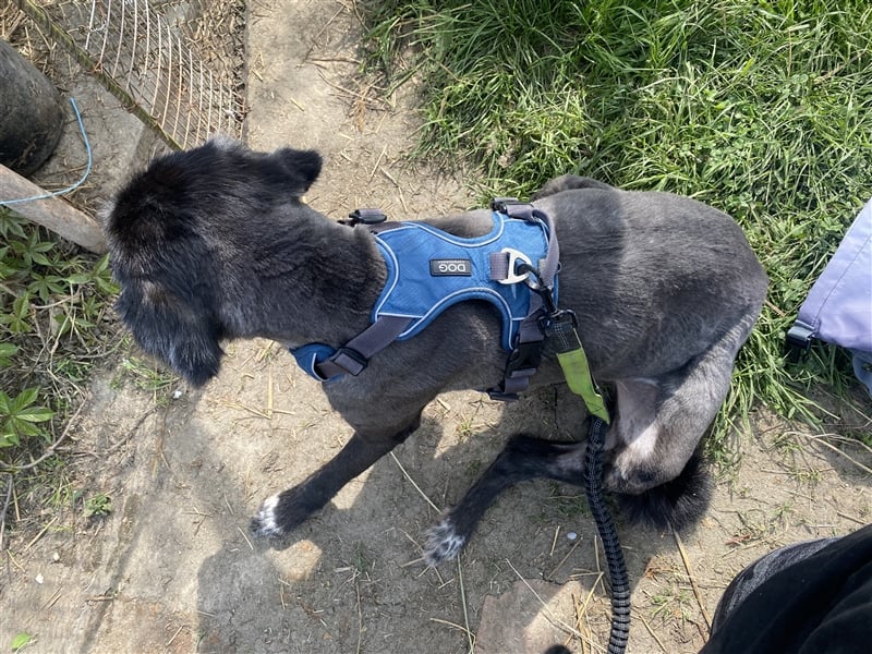 Zottellise sucht ihr Zuhause