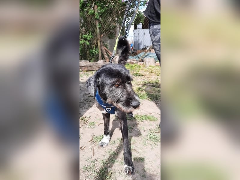 Zottellise sucht ihr Zuhause