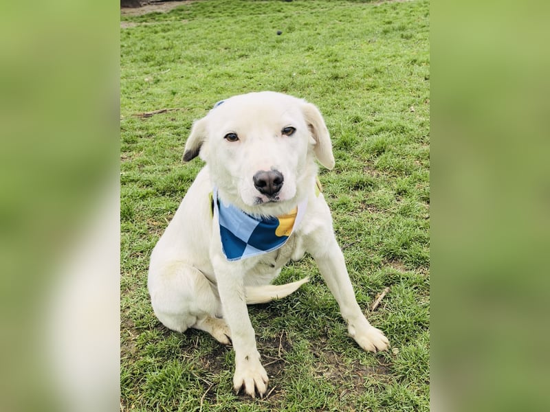 Labby Mix Danny ein toller Familienhund