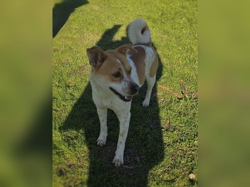 Ginger ein tolles Kerlchen