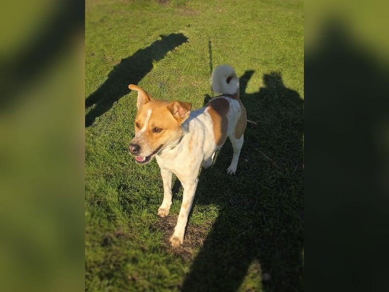 Labrador Carolina Dog Ginger