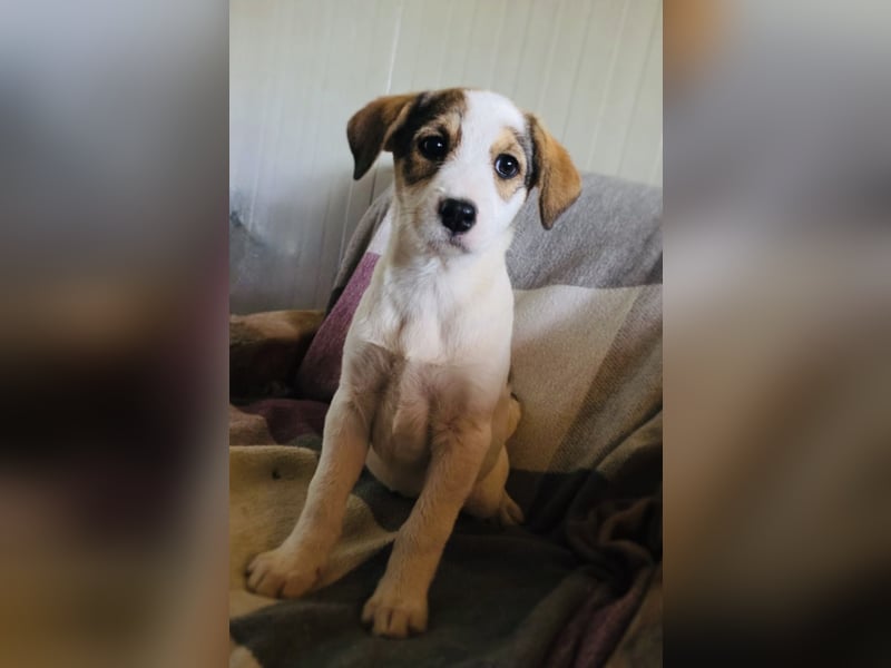 Lilly ein Beaglemix Mädchen