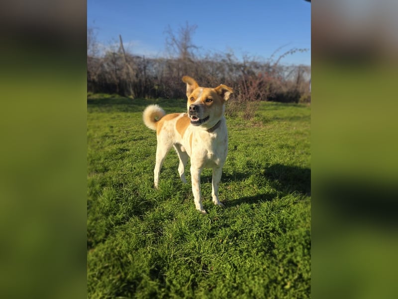 Labrador Carolina Dog Ginger