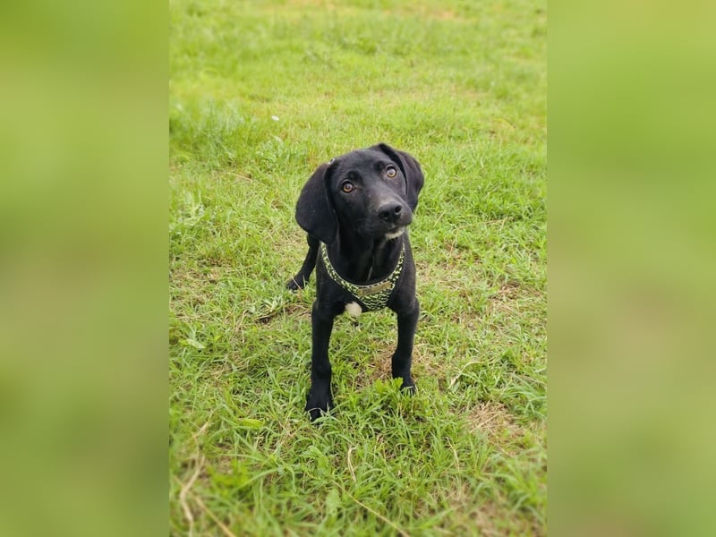 Labrador Mix Ares