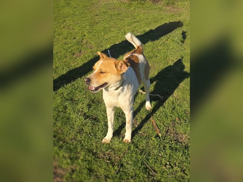 Labrador Carolina Dog Ginger