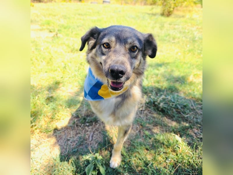 Berry eine Seele von Hund
