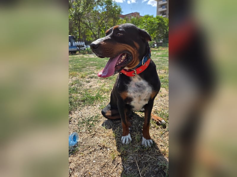 Tobi ein toller Familienhund