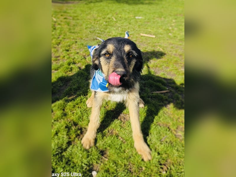 Nicho ein toller Familienhund