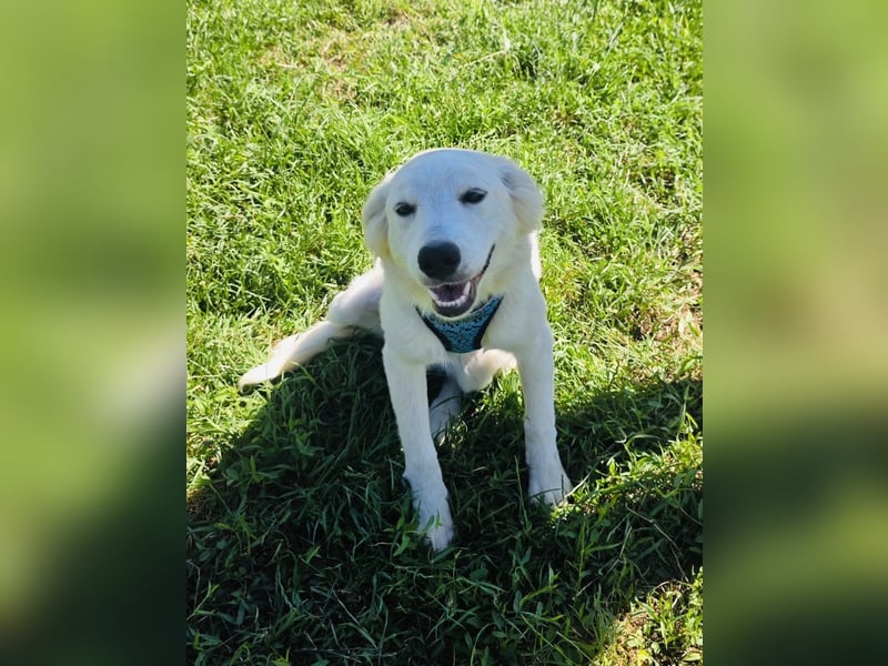 Golden Retriever Mix Sucht Körbchen