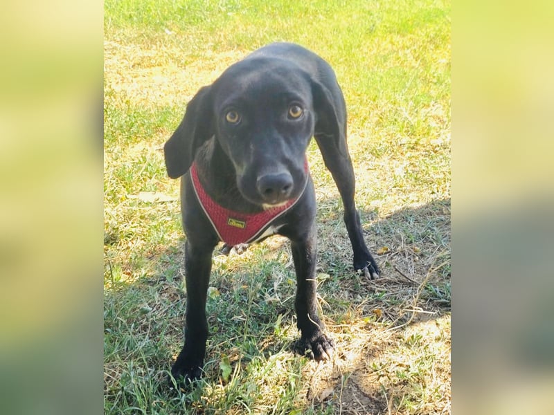 Labrador Mix Ares sehr verschmust