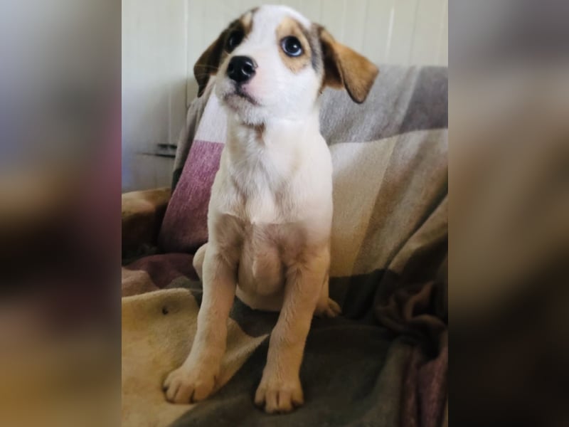 Lilly ein Beaglemix Mädchen