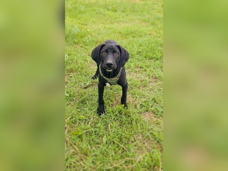 Labrador Mix Ares