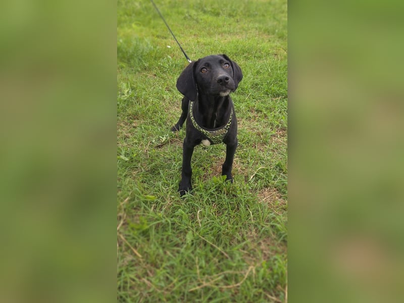 Labrador Mix Ares