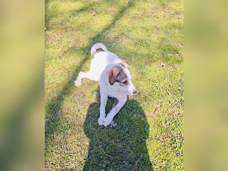 Lilly eine unkomplizierte Hündin