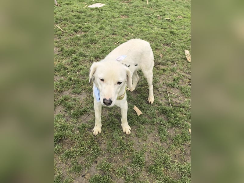 Labby Mix Danny ein toller Familienhund