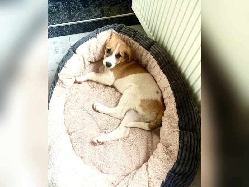 Tommy ein Beagle Mix sucht ein Zuhause