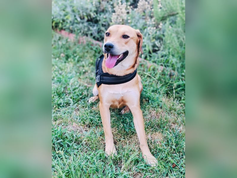 Sahara ein Vizla Labrador Mix