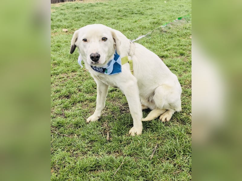 Labby Mix Danny ein toller Familienhund