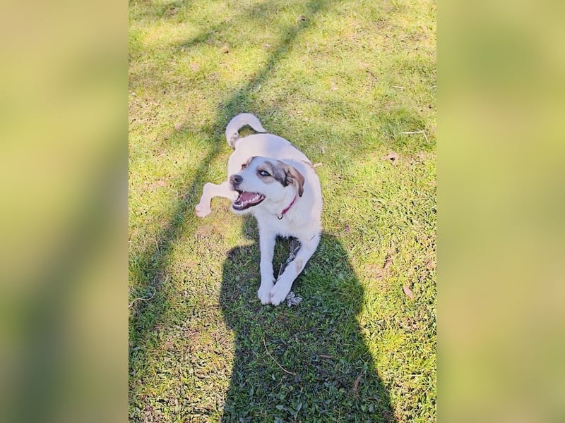 Lilly eine unkomplizierte Hündin