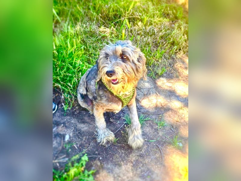 Lagotto Ramagnole Pudel Mix Telma