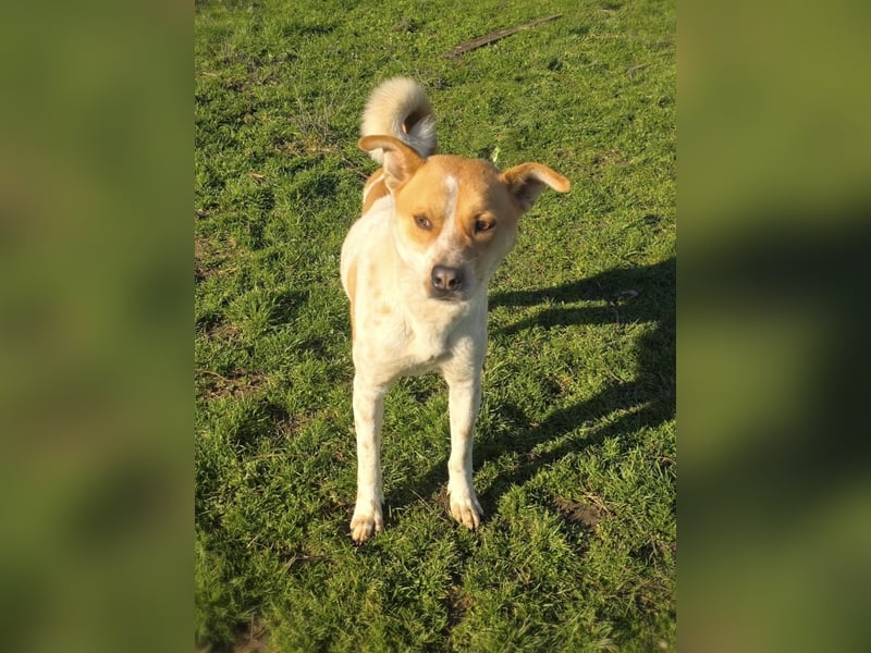 Labrador Carolina Dog Ginger
