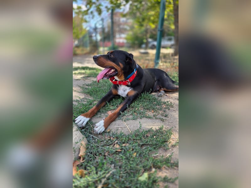 Tobi ein toller Familienhund