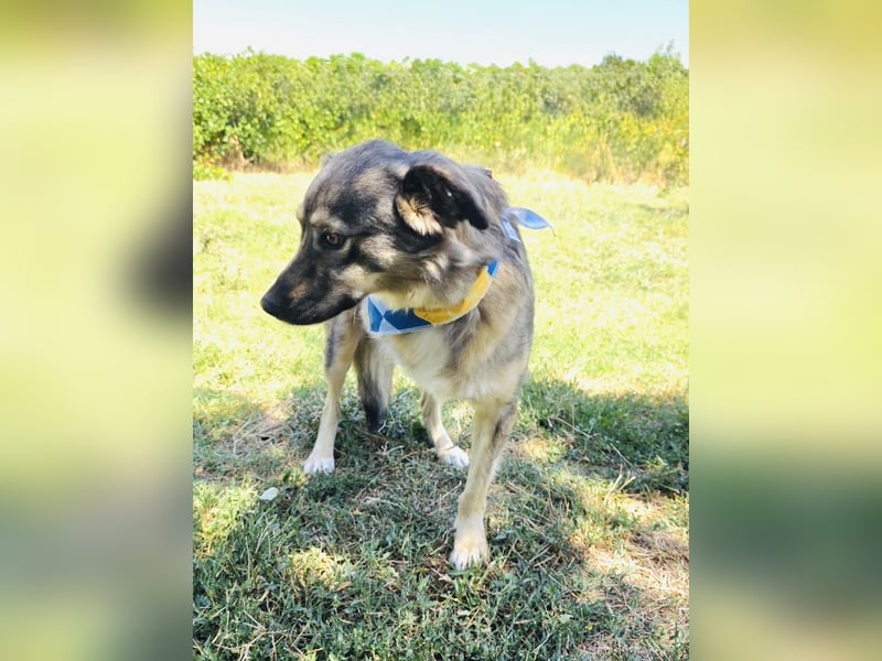 Berry eine Seele von Hund