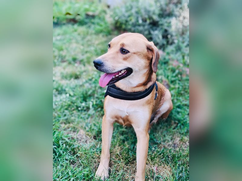 Sahara ein Vizla Labrador Mix