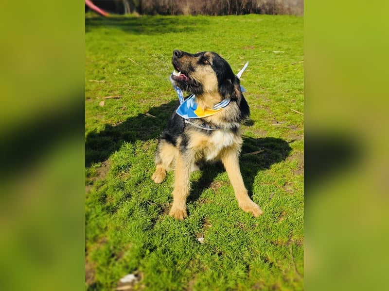 Nicho ein toller Familienhund