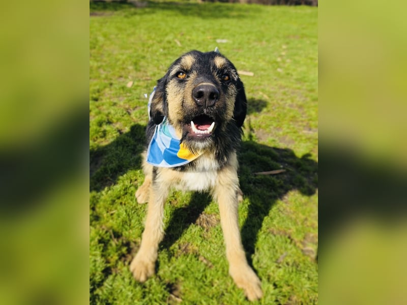 Nicho ein toller Familienhund