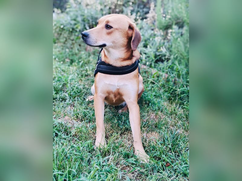 Sahara ein Vizla Labrador Mix