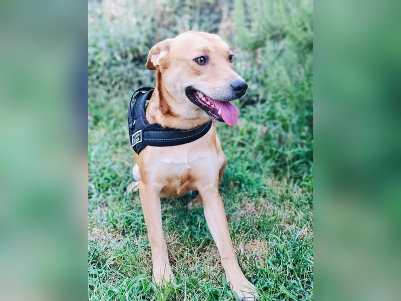 Sahara ein Vizla Labrador Mix